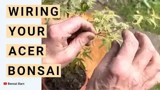 &ldquo;How to wire a bonsai tree&rdquo; : &ldquo;A beginners guide&rdquo;