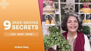 9 Jade-Saving Secrets You MUST Know 🌿💎 मरते हुए जेड को इन 9 तरीकों से बचाएं
