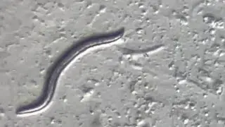 Scientists bring 46,000 year old worms back to life