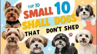 10 Small Dogs That Don&rsquo;t Shed: Perfect Companions for Allergy Sufferers!