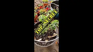 S2E32 Top Secret Formula for Nightshade Plants