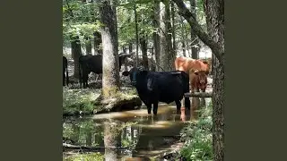 The Cows Are Out