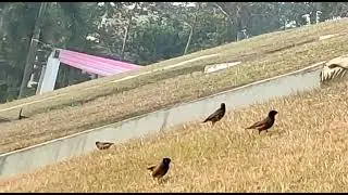 Dogs and birds are playing in their own way ....#dog #birds