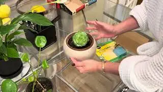Miracle Grow plant food spikes - grow beautiful plants 