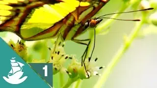 The Sixth Extinction - Now in High Quality! (Part 1/5)