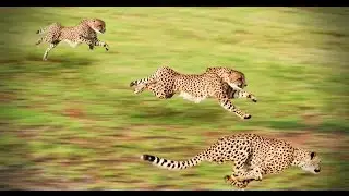 herd of cheetahs hunting antelope / حزمة من الظباء مطاردة الفهود