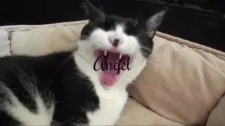 Introducing: Justice Silverwing~Channel trailer YAY!