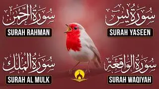 Very Nice Voice Surah Yaseen | Surah Rahman | Surah Waqiah | Surah Mulk l Reciter Ashraf Hussain 087
