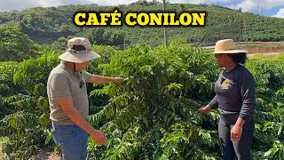 Tudo o Que Você Precisa Saber Sobre Café Conilon