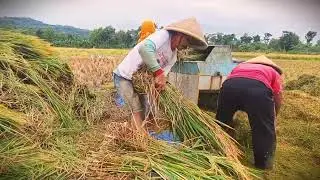 Thresher Machine: A Farmer's Best Friend During Harvest _FarmersLife _Shorts