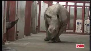 Givskud Zoos nye næsehorn