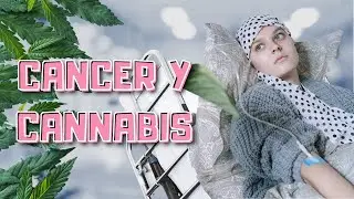Cannabis Medicinal para el C&aacute;ncer - Todo lo que debes saber