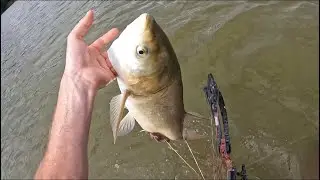 Bowfishing invasive carp