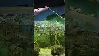 Archerfish 