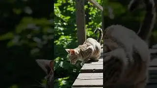 The cat is about to leap over.#cat