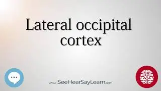 Lateral occipital cortex   Anatomy of the Brain   SeeHearSayLearn 🔊