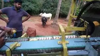 Cocoa pod breaking breaking and beans sperating machine