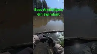 |''Aggressive Bass!!!''| @lordofthefeesh  #fishing #bassfishing  #largemouthbass #bass