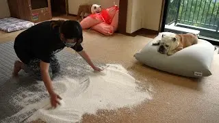 Yogiboのリペアで中のビーズが全部吹き出てしまいました…その時、愛犬の思いがけない行動がこちら！