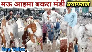 मऊ आइमा बकरा मंडी |2025 |MAUAIMA BAKRA MARKET latest update #Parygraj #UttarPradesh New video 