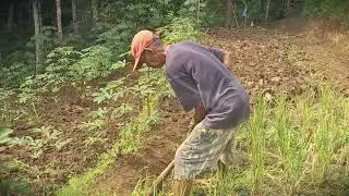 Wet Land Prep: Hoeing the Paddy Field for New Seeds _FarmersLife _Shorts