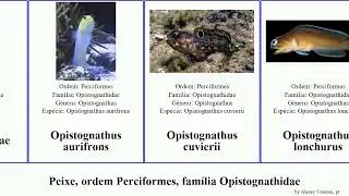 Peixe, ordem Perciformes, fam&iacute;lia Opistognathidae opistognathus fish rosenblatti You lonchurus