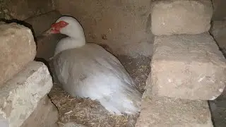 Muscovy Duck Sitting on Eggs 🦆🥚