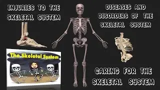 Skeletal System:Injuries, Diseases, Disorders | Caring of the Skeletal System| Teacher Beth Class TV