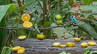 Male Green Honeycreeper Dazzles On The Panama Fruit Feeder &ndash; Oct. 5, 2021