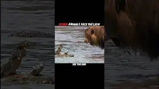 Animals Fear Lions&hellip; But Not Dogs #trending #animals #wildlife #dog #lion #shorts