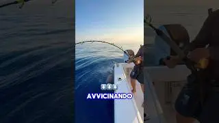 🇮🇹CHARTER FISHING🇮🇹 prenotate la GRANDE AVVENTURA ai tonni Rossi #fishing #fish a#fishingvideo