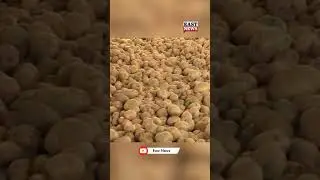 Did You Know How Potatoes Came To India?  | East News