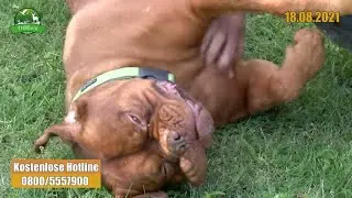 Balou macht Fortschritte - Bericht vom Tierlebenshof - VLOG 96
