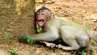 top Around Convulsive !!! BronX crying nearly breaking mouth cos angry, Baby scary boss comforting