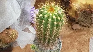 Cactus Unboxing: A Huge Box of Cactus