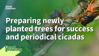 Preparing newly planted trees for success and periodical cicadas | #GoodGrowing