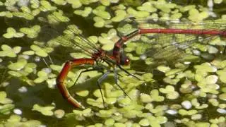 Red Damselflies - Laying eggs - Meyjarflugur - Verpa eggjum - Vatnaskord&yacute;r