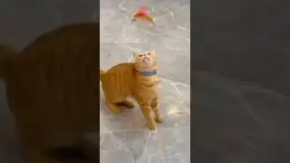 Funny Video #shortvideo #asmr #viral #satisfying #shariz17vlog #shariz17vlog