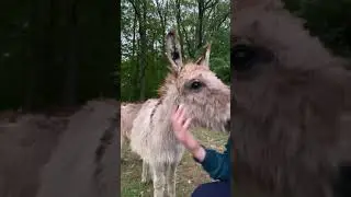 #miniaturedonkeys #countryboys