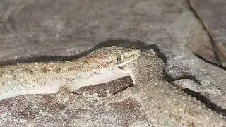 Angry indian lizard bite