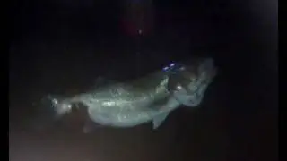Cepero 'Toquetazos' Valdela: ROBALO GIGANTE 6 Kgs. (BARRACUDA TEAM_Enero 2011).