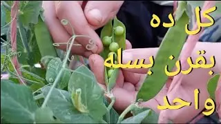 شوفوا البسله بعد ما انتجت ! زراعة البسله من قرن من الثلاجه