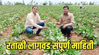 रताळी लागवड कधी व कशी करावी | Sweet Potato Plantation संपूर्ण माहिती
