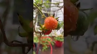 Growing winter tomatoes outdoors! #shorts