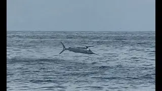 Voodoo Sportfishing Charter - Marlin Double Header - Venice, LA