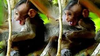 Pity baby Lola cry shaking body asked Milk, why mom Leyla deny her milk?