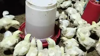 9 days old Broiler chicks brooding management 