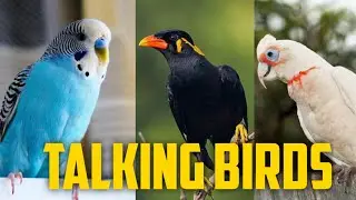 Top 10 talking birds || best talking birds || #shorts #top10 #talkingbirds