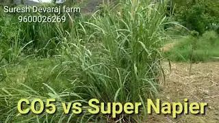 Compare CO5 vs Super napier. Call: 9600026269