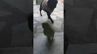 mithu walking with chandi #shorts #parrot #birds #cute